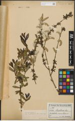 Foto von Salix purpurea subsp. amplexicaulis (Bory) C. K. Schneid.